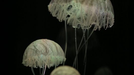 La lampe méduse, Une très belle et grande lampe sensorielle Admirez les  gracieux mouvements des méduses colorées flottant dans cette jolie lampe  aquarium. Vous pouvez, By HOP'TOYS